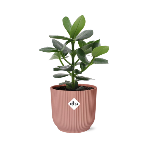 "Clusia Princess in ELHO Vibes Fold 14cm roze image"