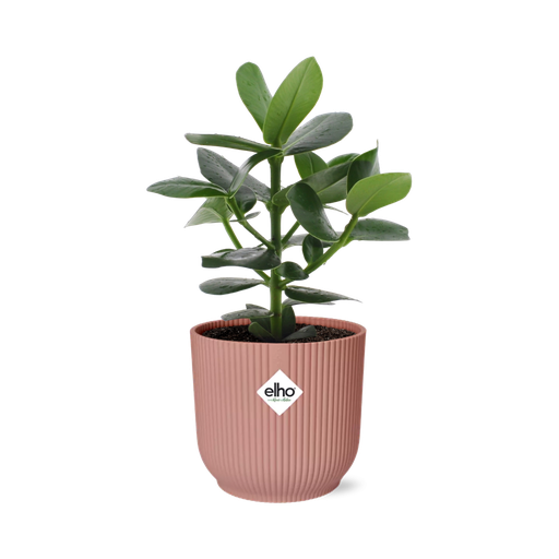 "Clusia Princess in ELHO Vibes Fold 14cm roze image"