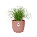 Cyperus Alternifolius Zumula in ELHO Vibes Fold 14cm roze