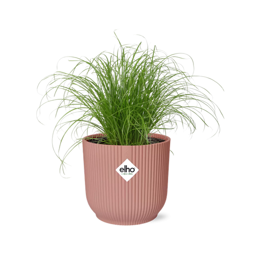 "Cyperus Alternifolius Zumula in ELHO Vibes Fold 14cm roze image"