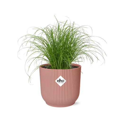 "Cyperus Alternifolius Zumula in ELHO Vibes Fold 14cm Rosa image"