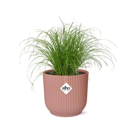 "Zypergras 'Zumula' (Cyperus alternifolius) – pflegeleichte Zimmerpflanze, im rosa Übertopf image"