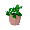 Epipremnum Pinnatum ‘Aureum’ in ELHO Vibes Fold 14cm roze