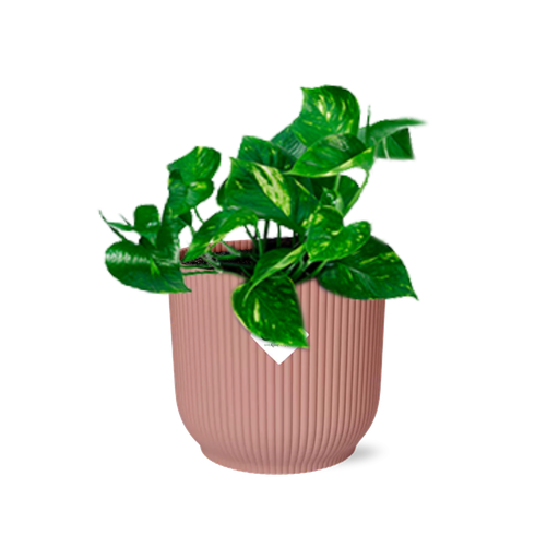 "Epipremnum Pinnatum ‘Aureum’ in ELHO Vibes Fold 14cm roze image"