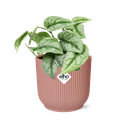 Scindapsus Pictus ‘Trebie’ in ELHO Vibes Fold 14cm roze