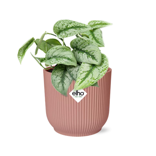 "Scindapsus Pictus ‘Trebie’ in ELHO Vibes Fold 14cm roze image"