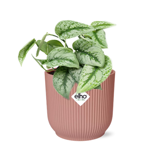 "Scindapsus Pictus ‘Trebie’ in ELHO Vibes Fold 14cm roze image"