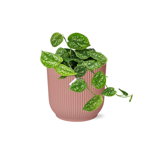 "Scindapsus Pictus ‘Argyraeus’ in ELHO Vibes Fold 14cm rosa image"