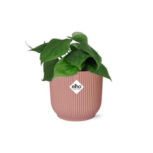 "Philodendron Scandens in ELHO Vibes Fold 14cm roze image"