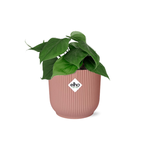 "Philodendron Scandens in ELHO Vibes Fold 14cm rosa image"