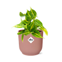 Philodendron Scandens ‘Brasil’ in ELHO Vibes Fold 14cm roze