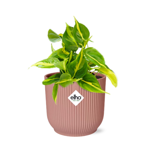 "Philodendron Scandens ‘Brasil’ in ELHO Vibes Fold 14cm roze image"