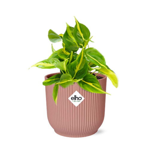"Philodendron Scandens ‘Brasil’ in ELHO Vibes Fold 14cm rosa image"