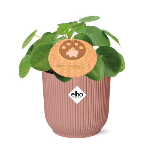 "Mother's Day - Pilea Peperomioides 12cm in ELHO Vibes Fold 14cm roze image"