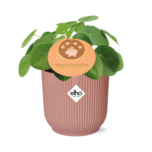 "Mother's Day - Pilea Peperomioides 12cm in ELHO Vibes Fold 14cm roze image"