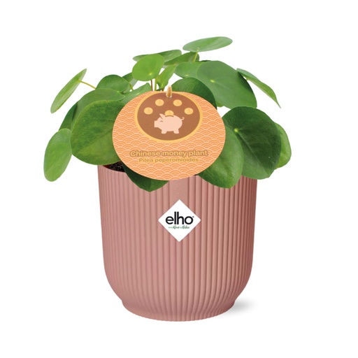 "Ufopflanze (Pilea peperomioides) – pflegeleichte Zimmerpflanze, Topf-Ø 12 cm image"