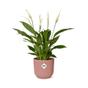 Spathiphyllum 12 Cm Torelli in ELHO Vibes Fold 14cm roze