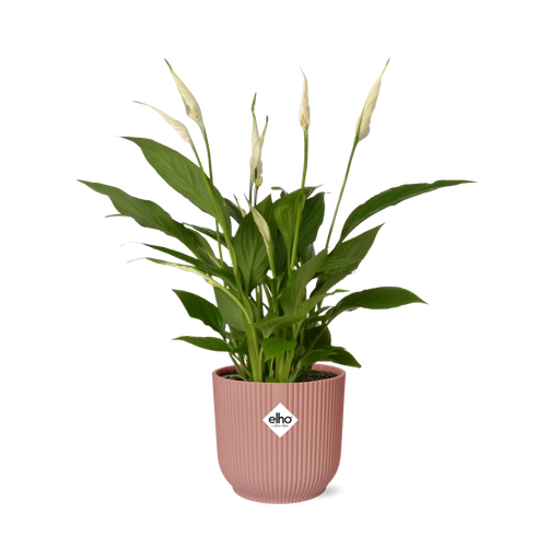 "Spathiphyllum 12 Cm Torelli in ELHO Vibes Fold 14cm rosa image"