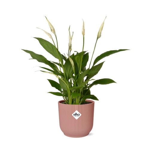 "Einblatt 'Torelli' (Spathiphyllum) – pflegeleichte Zimmerpflanze, im rosa Übertopf image"