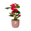 Anthurium Red 12cm in ELHO Vibes Fold 14cm roze