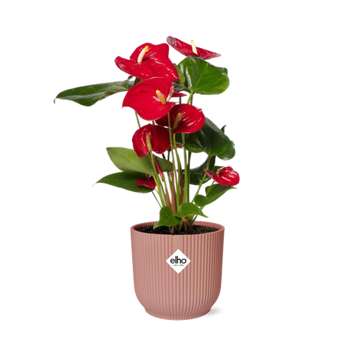"Anthurium Red 12cm in ELHO Vibes Fold 14cm roze image"