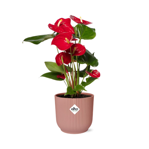 "Anthurium Rot 12cm in ELHO Vibes Fold 14cm rosa image"