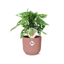Monstera ‘Monkey Leaf’ in ELHO Vibes Fold 14cm roze