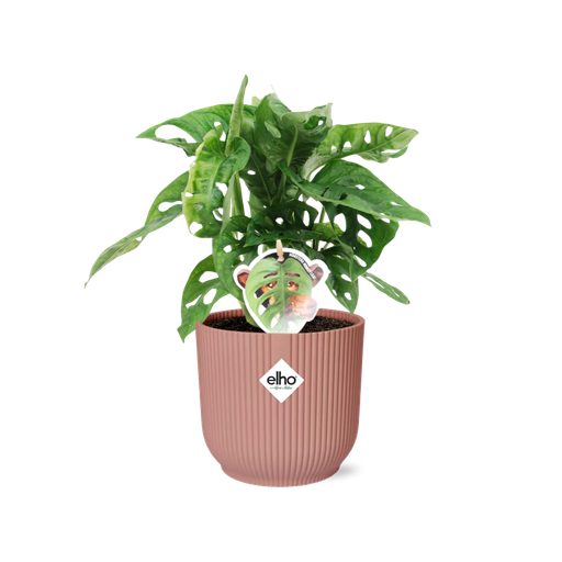"Monstera ‘Monkey Leaf’ in ELHO Vibes Fold 14cm roze image"
