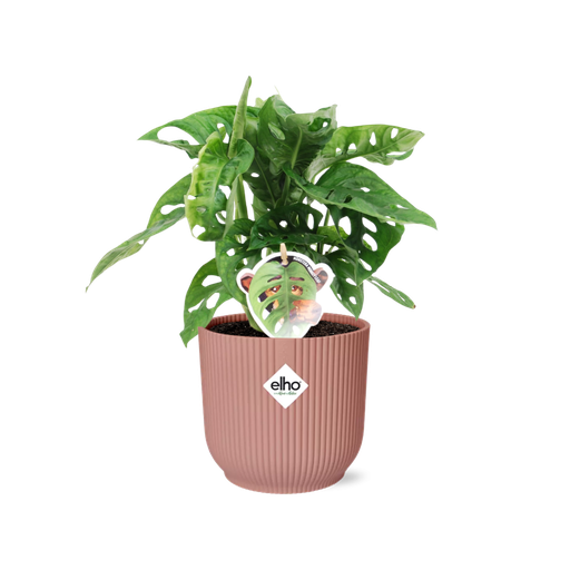 "Monstera ‘Monkey Leaf’ in ELHO Vibes Fold 14cm roze image"