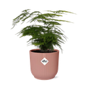 Asparagus Setaceus ‘Plumosus’ in ELHO Vibes Fold 14cm roze