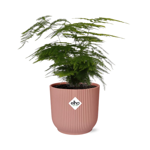 "Asparagus Setaceus ‘Plumosus’ in ELHO Vibes Fold 14cm roze image"