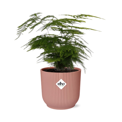 "Asparagus Setaceus ‘Plumosus’ in ELHO Vibes Fold 14cm rosa image"