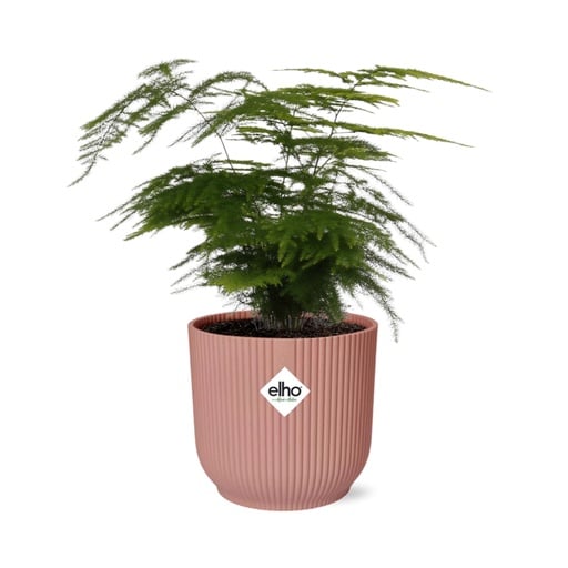 "Farnspargel 'Plumosus' (Asparagus setaceus) – pflegeleichte Zimmerpflanze, im rosa Übertopf image"