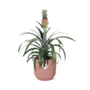 Mother's Day - Ananas Mi Amigo in ELHO Vibes Fold 14cm roze