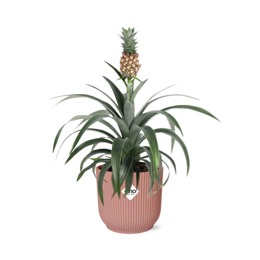 "Mother's Day - Ananas Mi Amigo in ELHO Vibes Fold 14cm roze image"