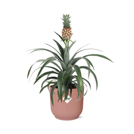 "Muttertag - Ananas Mi Amigo in ELHO Vibes Fold 14cm Rosa image"