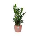 Zamioculcas – Höhe 45-50 in ELHO Vibes Fold 14cm rosa