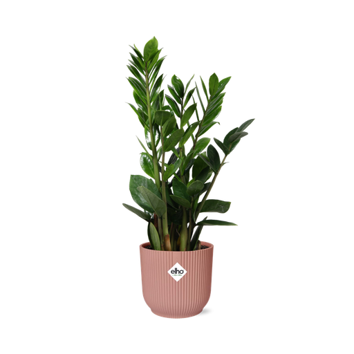 "Zamioculcas – Höhe 45-50 in ELHO Vibes Fold 14cm rosa image"