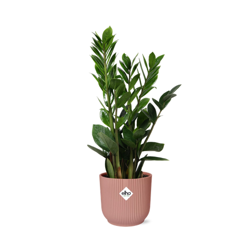 "Glücksfeder (Zamioculcas zamiifolia) – pflegeleichte Zimmerpflanze, Höhe ca. 14 cm image"
