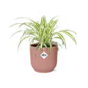 Chlorophytum Comosum Variegatum in ELHO Vibes Fold 14cm roze