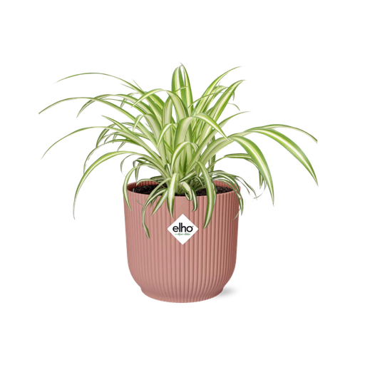 "Chlorophytum Comosum Variegatum in ELHO Vibes Fold 14cm roze image"