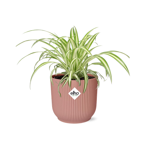 "Grünlilie (Chlorophytum comosum) – pflegeleichte Zimmerpflanze, Höhe ca. 14 cm image"