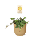 Peperomia ‘Hope’ in ELHO Vibes Fold 14cm gelb