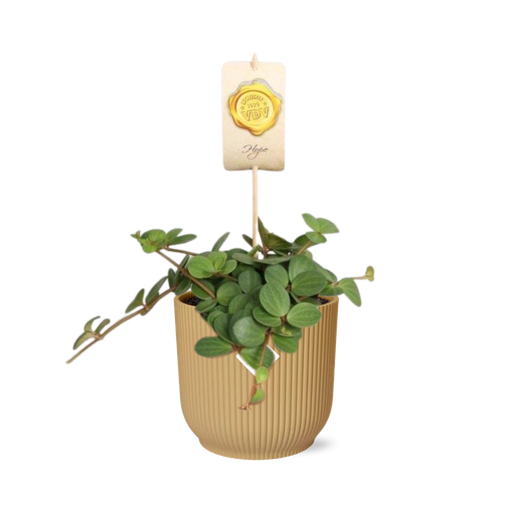 "Peperomia ‘Hope’ in ELHO Vibes Fold 14cm gelb image"