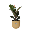 Ficus Elastica ‘Robusta’ in ELHO Vibes Fold 14cm gelb
