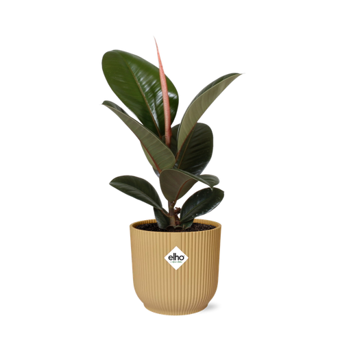 "Ficus Elastica ‘Robusta’ in ELHO Vibes Fold 14cm geel image"