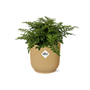 Asplenium Parvati in ELHO Vibes Fold 14cm geel