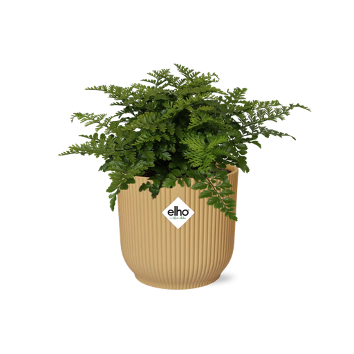 "Asplenium Parvati in ELHO Vibes Fold 14cm geel image"