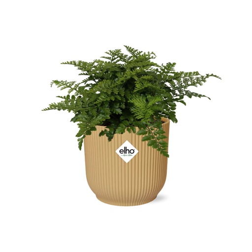 "Zwerg-Streifenfarn 'Parvati' (Asplenium parvisorum) – pflegeleichte Zimmerpflanze, Höhe ca. 14 cm image"