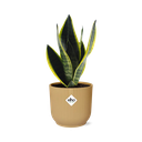 Sansevieria Futura Superba in ELHO Vibes Fold 14cm gelb